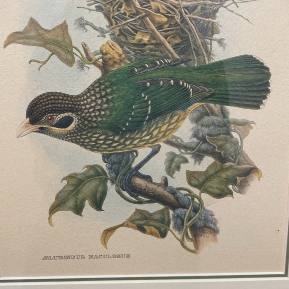 Framed Gould - Spotted
Catbird Art Print - Picture 5 of 16